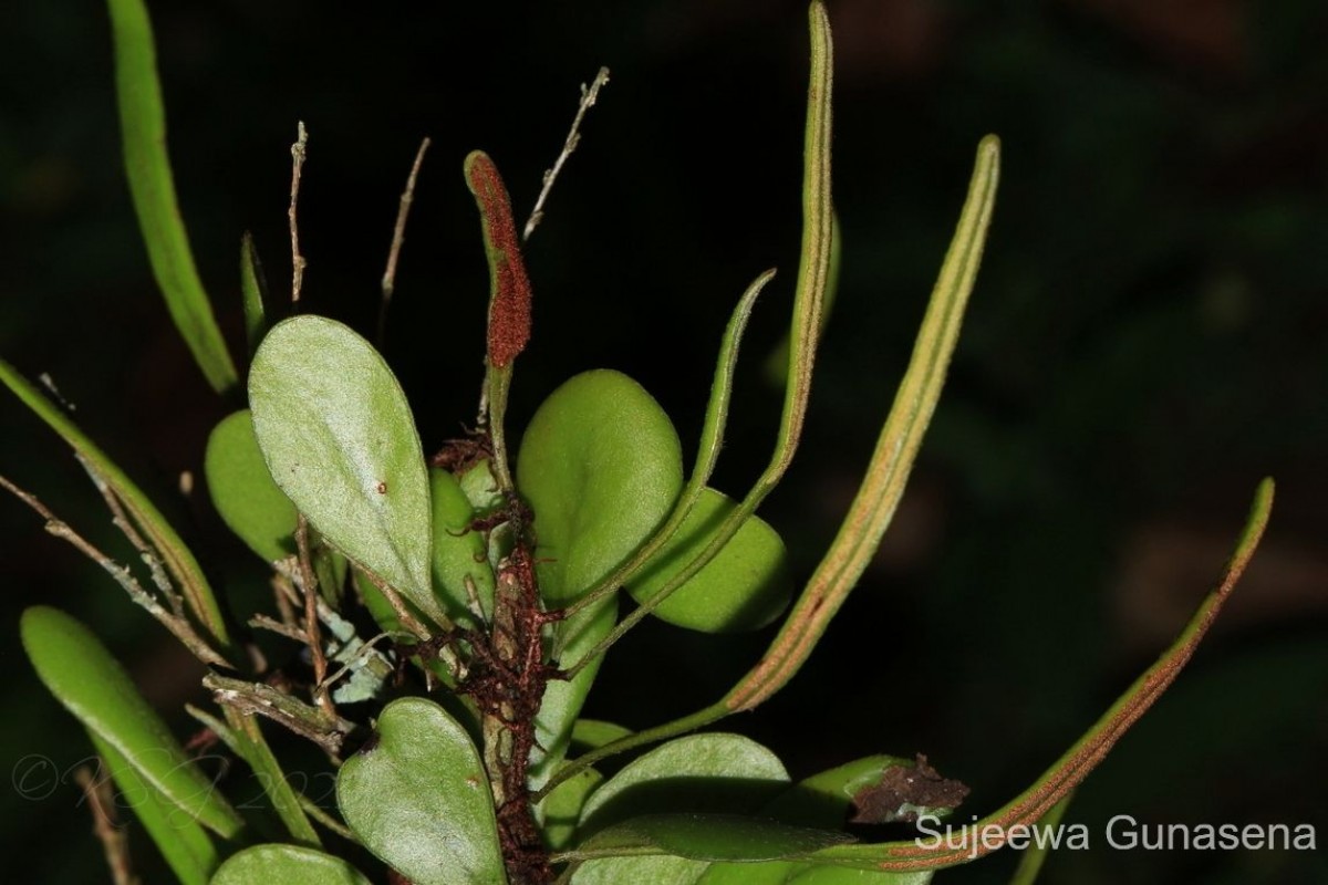 Pyrrosia heterophylla  (L.) M.G.Price